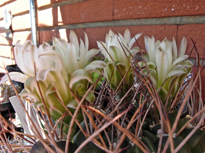 Gymnocalycium pungens 