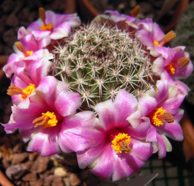 Mammillaria pseudoalamensis 