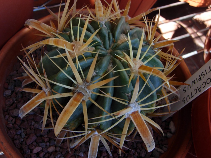 Ferocactus latispinus flavispinum 