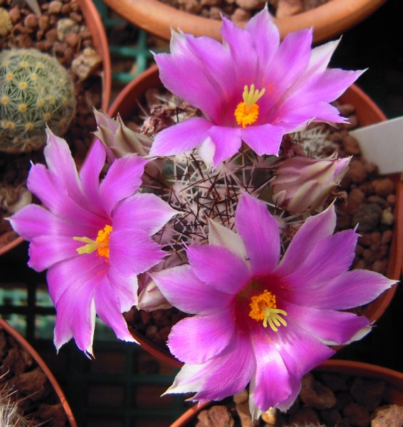 Mammillaria schumannii 