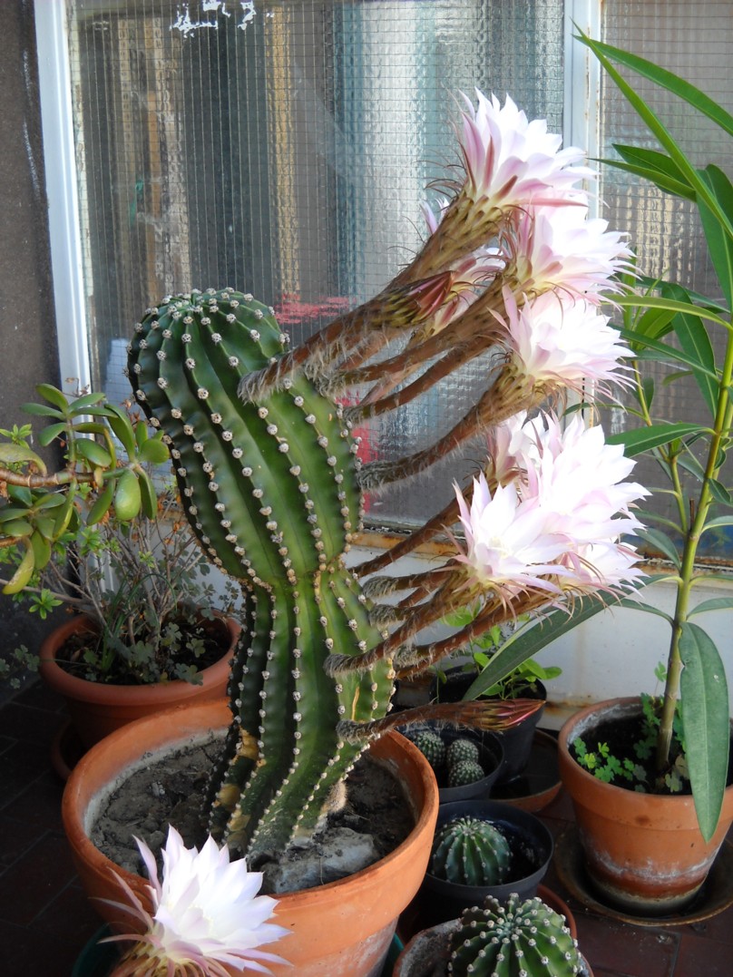 Echinopsis eyriesii 