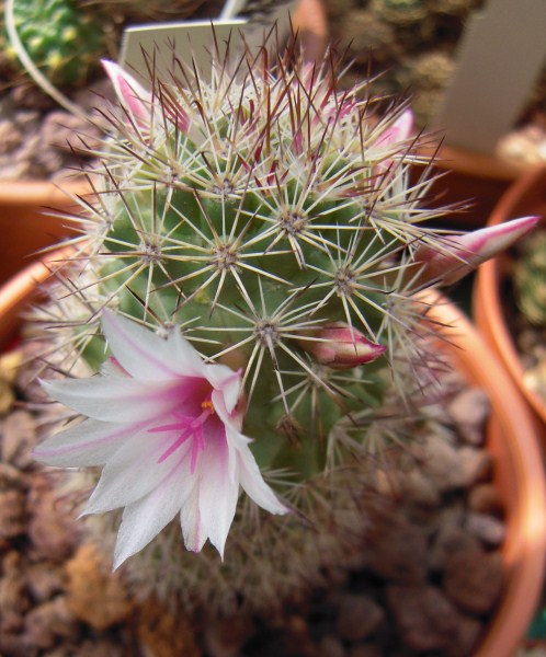 Mammillaria fraileana 