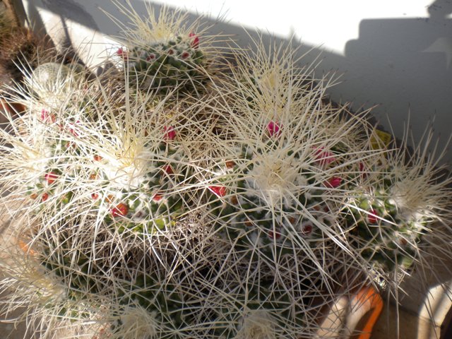 Mammillaria compressa 