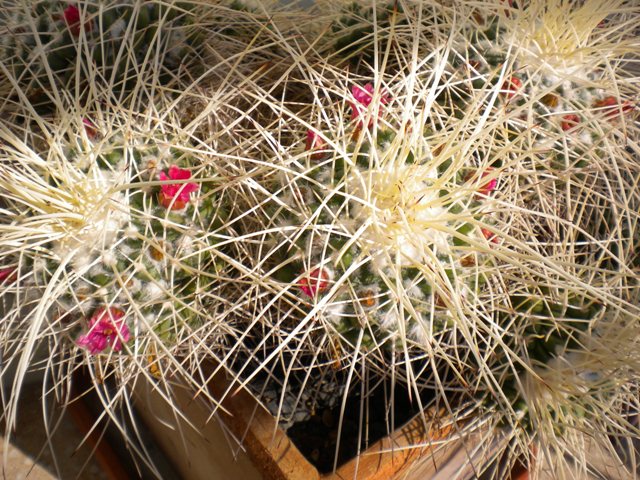 Mammillaria compressa 