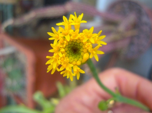 Senecio deflersii 