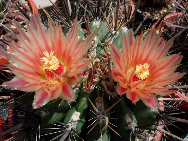 Ferocactus peninsulae ssp. santa-maria 