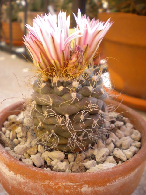 Turbinicarpus pseudomacrochele 