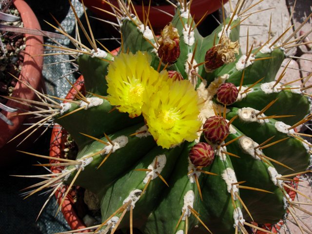 Ferocactus schwarzii 