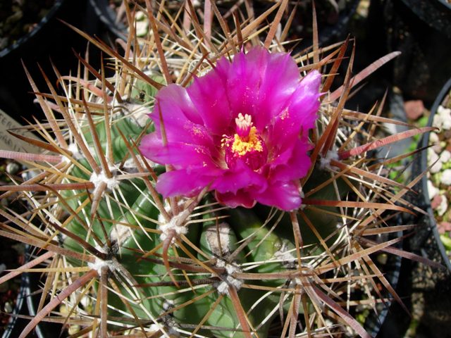 Ferocactus fordii 