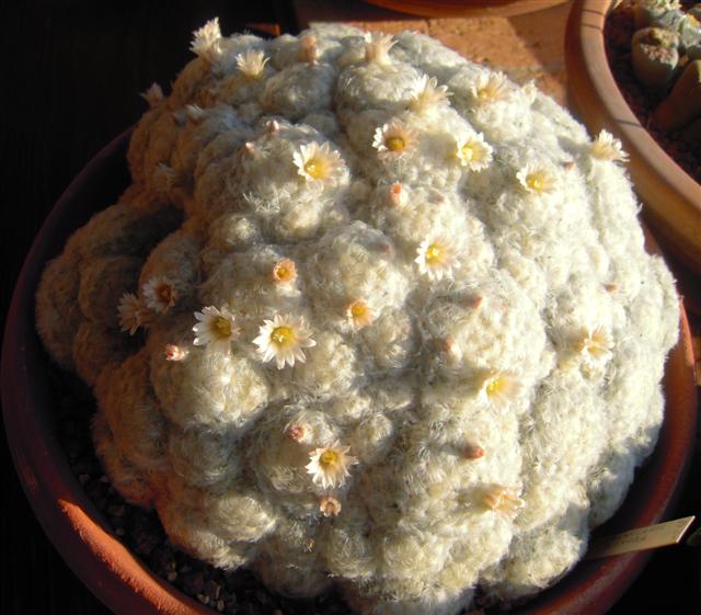 Mammillaria plumosa 