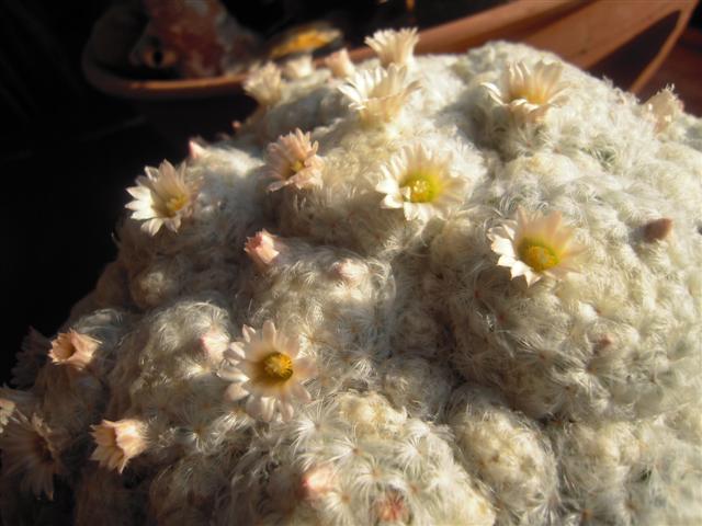 Mammillaria plumosa 