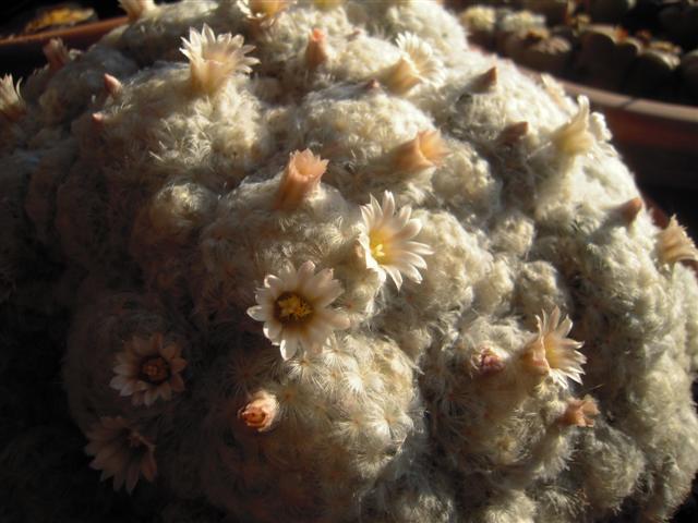 Mammillaria plumosa 