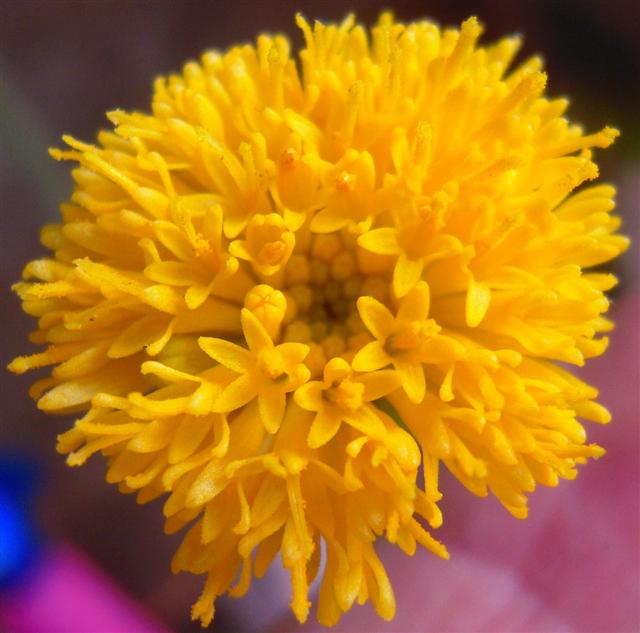 Senecio deflersii 