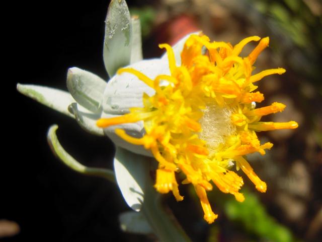 senecio cephalophorus