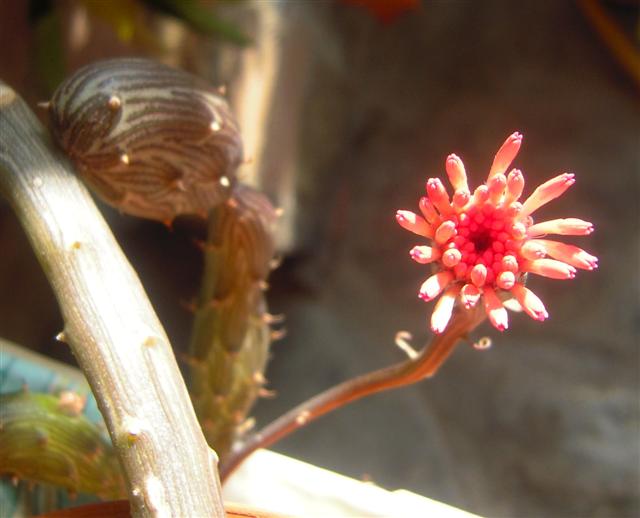 Senecio pendulus 