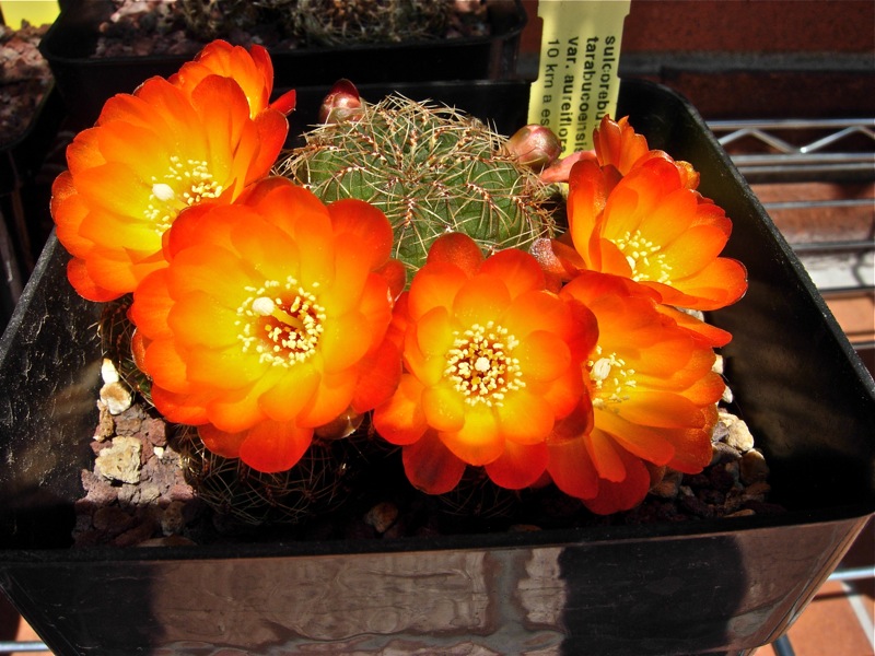 Sulcorebutia tarabucoensis v. aureiflora 