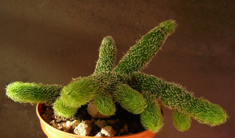 Stapelianthus pilosus 