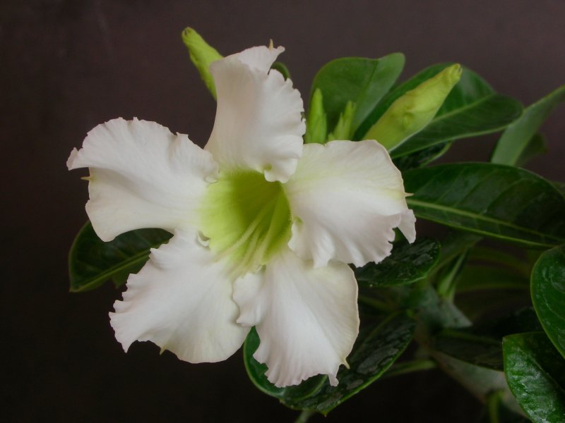 Adenium obesum 