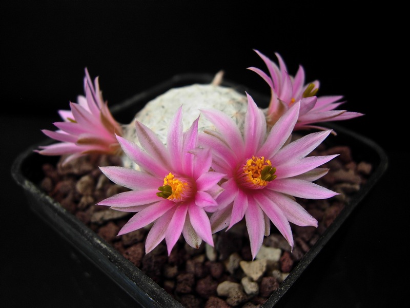 Mammillaria herrerae 