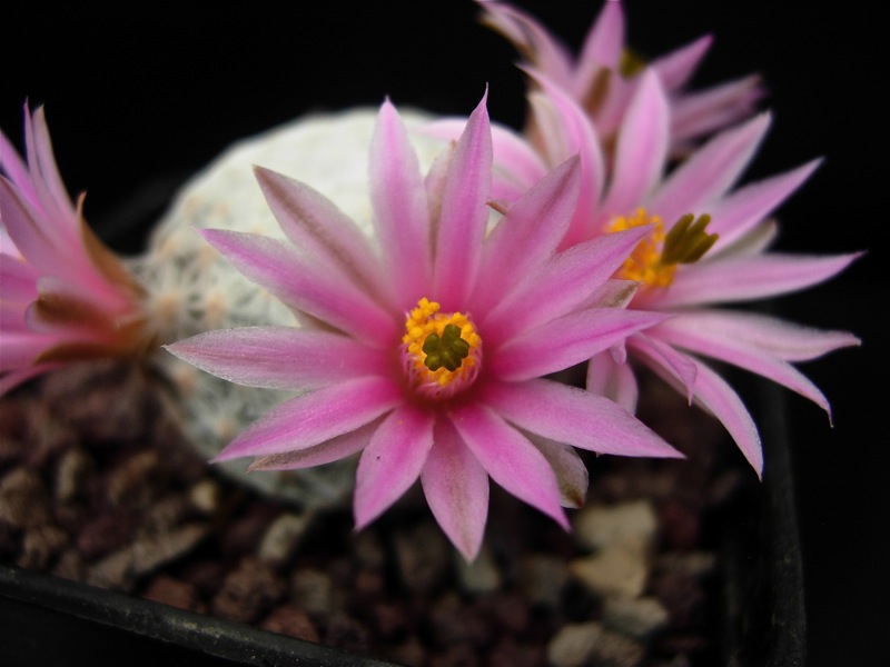 Mammillaria herrerae 