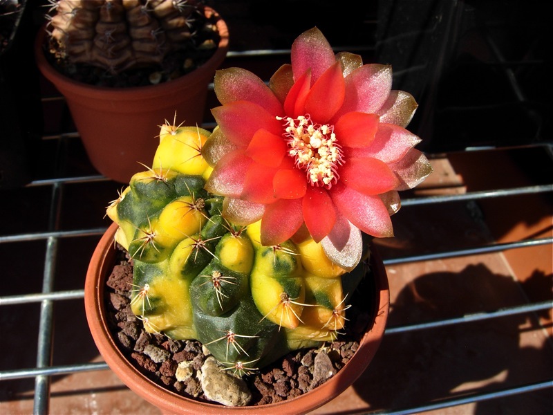 Gymnocalycium baldianum f. variegatum 