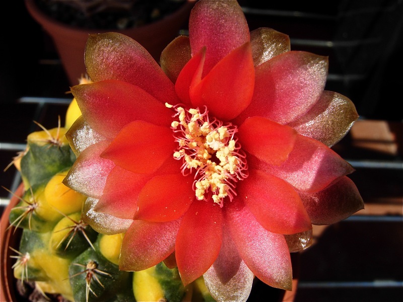 Gymnocalycium baldianum f. variegatum 