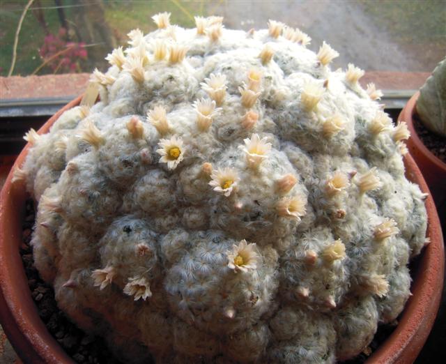 Mammillaria plumosa 