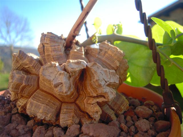 Dioscorea elephantipes 