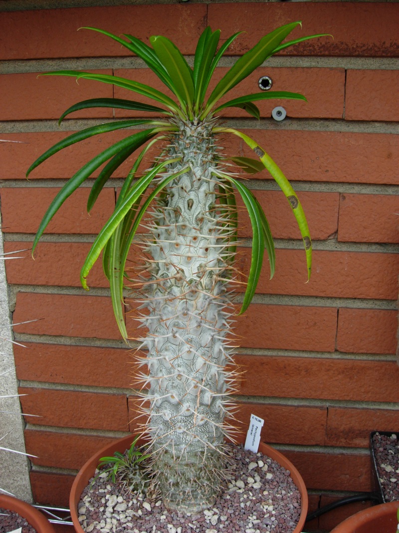 Pachypodium lamerei 