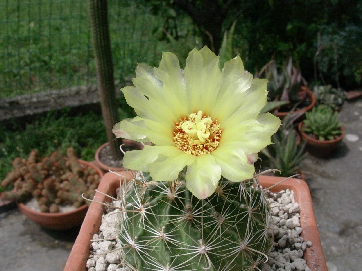 Ferocactus hamatacanthus 