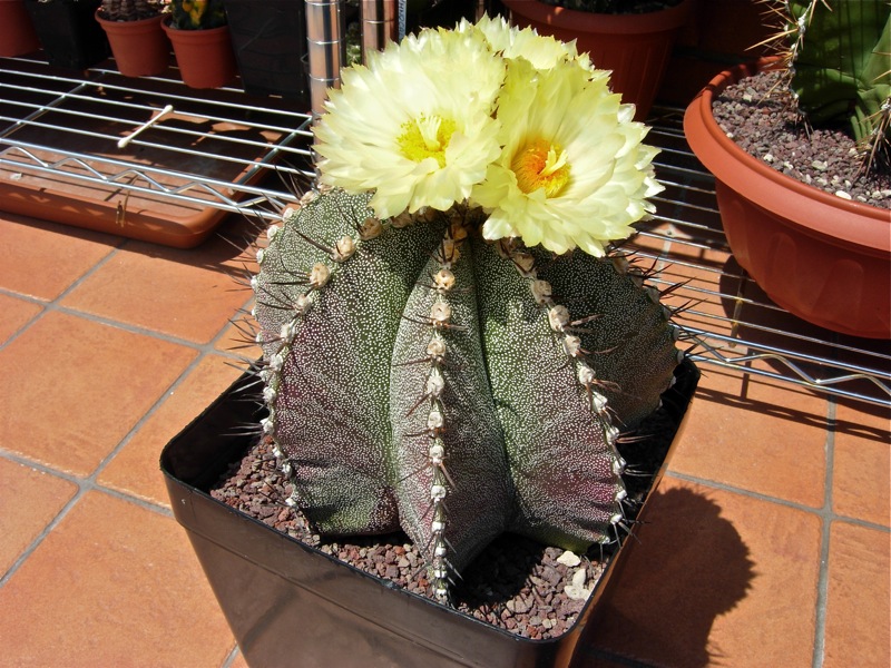 Astrophytum myriostigma x ornatum 