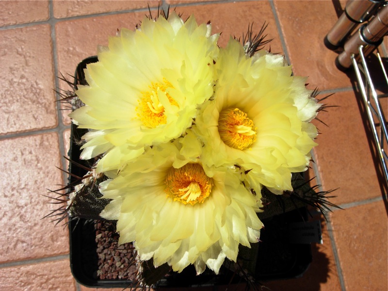 Astrophytum myriostigma x ornatum 