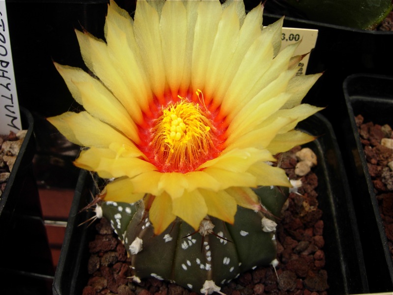 Astrophytum capricorne v. aureum x asterias cv. super kabuto 