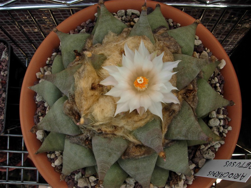 Ariocarpus retusus 