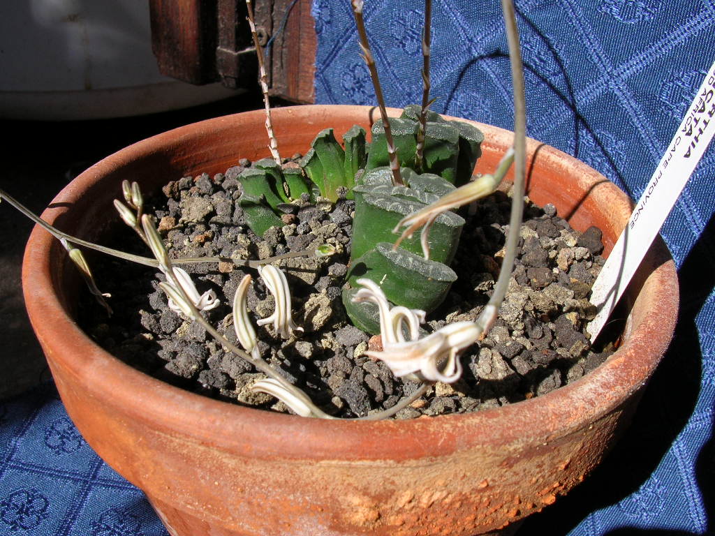 Haworthia truncata 