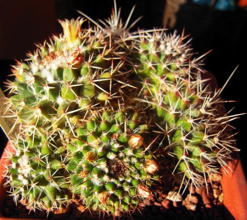 Mammillaria voburnensis 