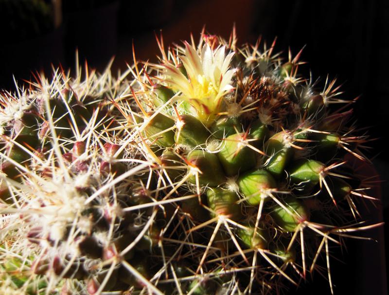 Mammillaria voburnensis 