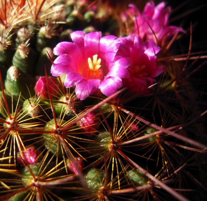 Mammillaria cv. ginsa-maru 