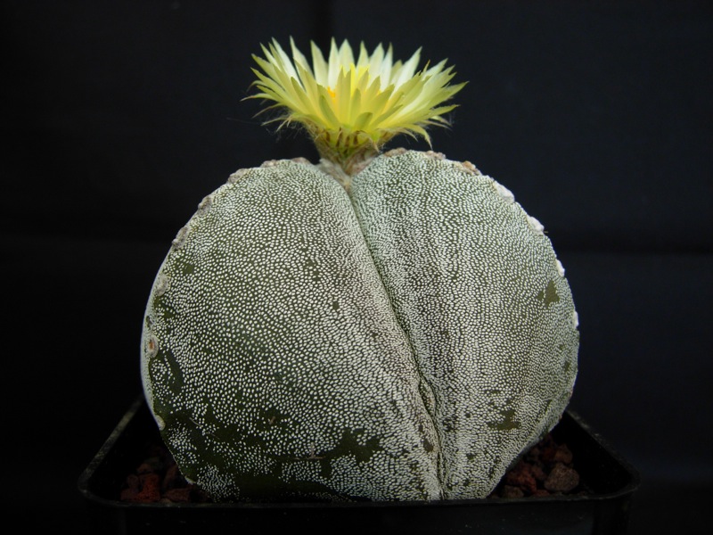 Astrophytum myriostigma f. tricostatum 