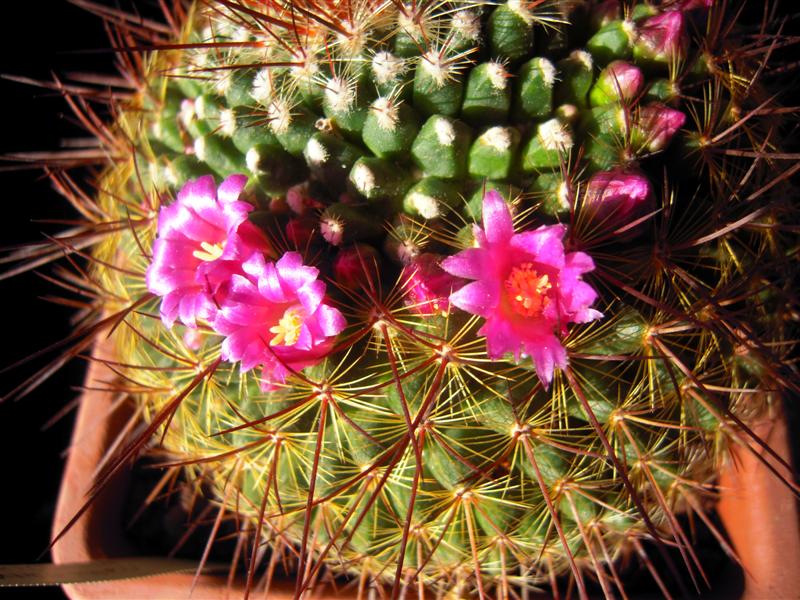 Mammillaria cv. ginsa-maru 