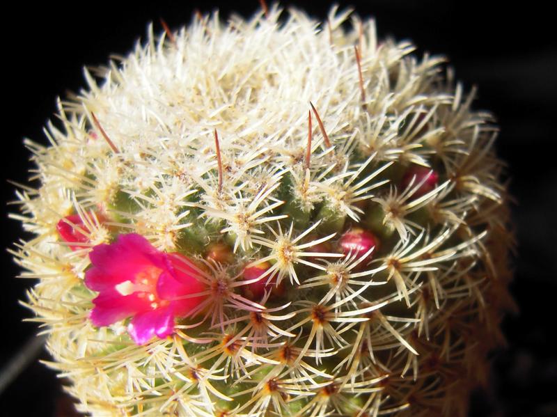 Mammillaria albidula 