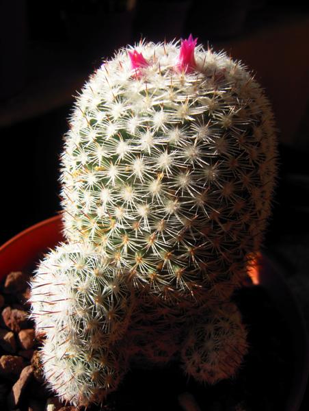 Mammillaria monticola 