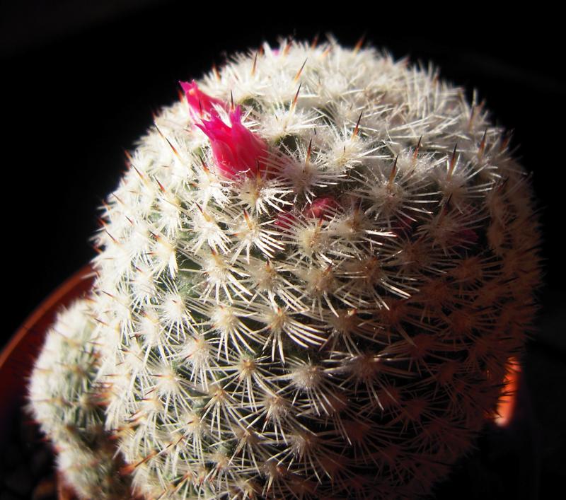 Mammillaria monticola 