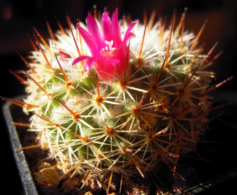 Mammillaria lanigera 