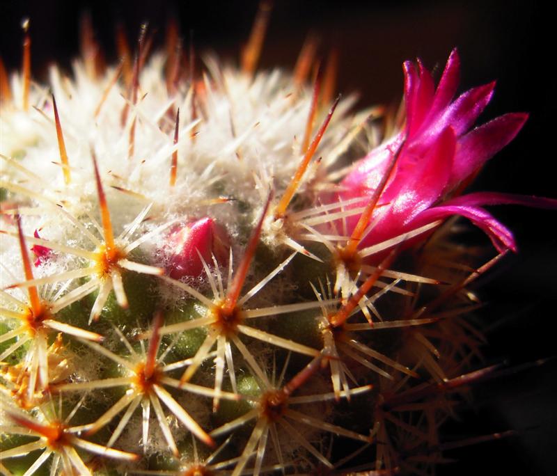 Mammillaria lanigera 