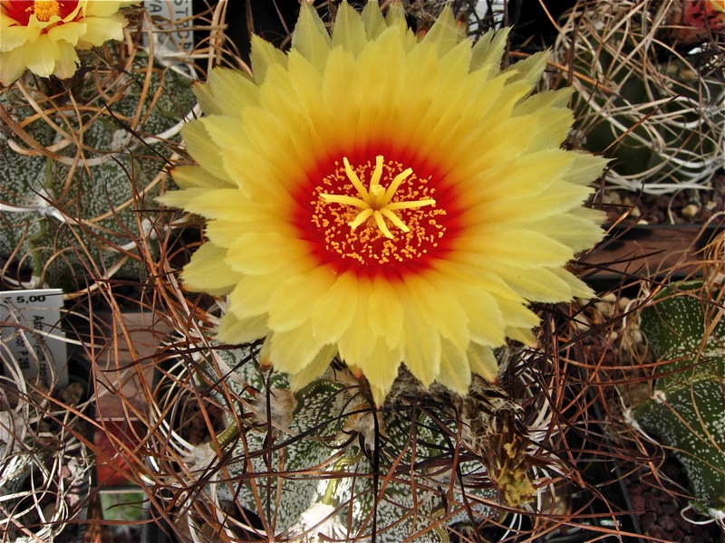 Astrophytum capricorne 