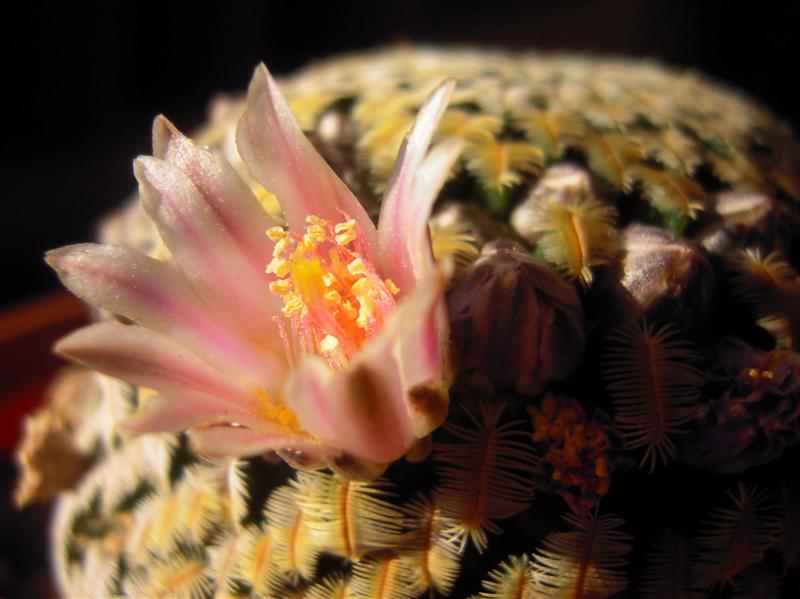 Mammillaria pectinifera 