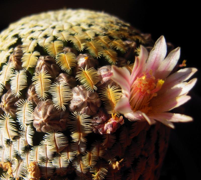 Mammillaria pectinifera 