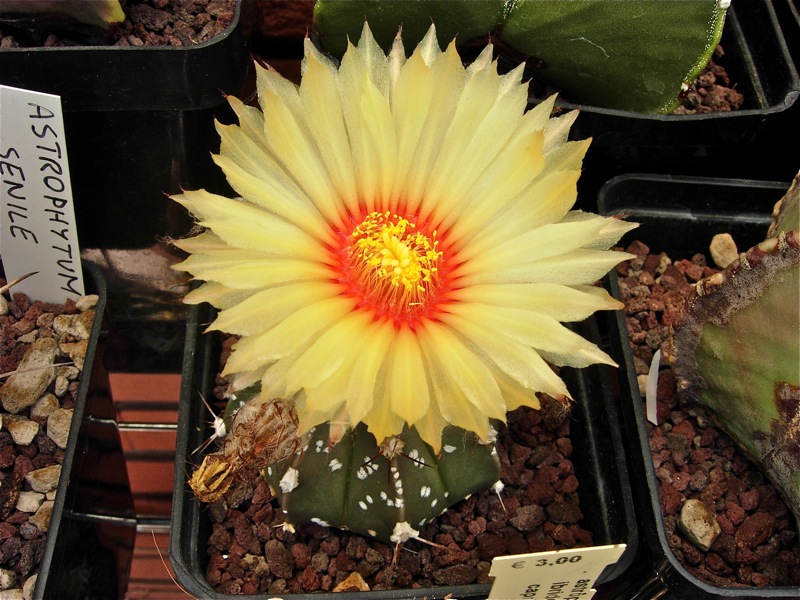 Astrophytum capricorne v. aureum x asterias cv. super kabuto 