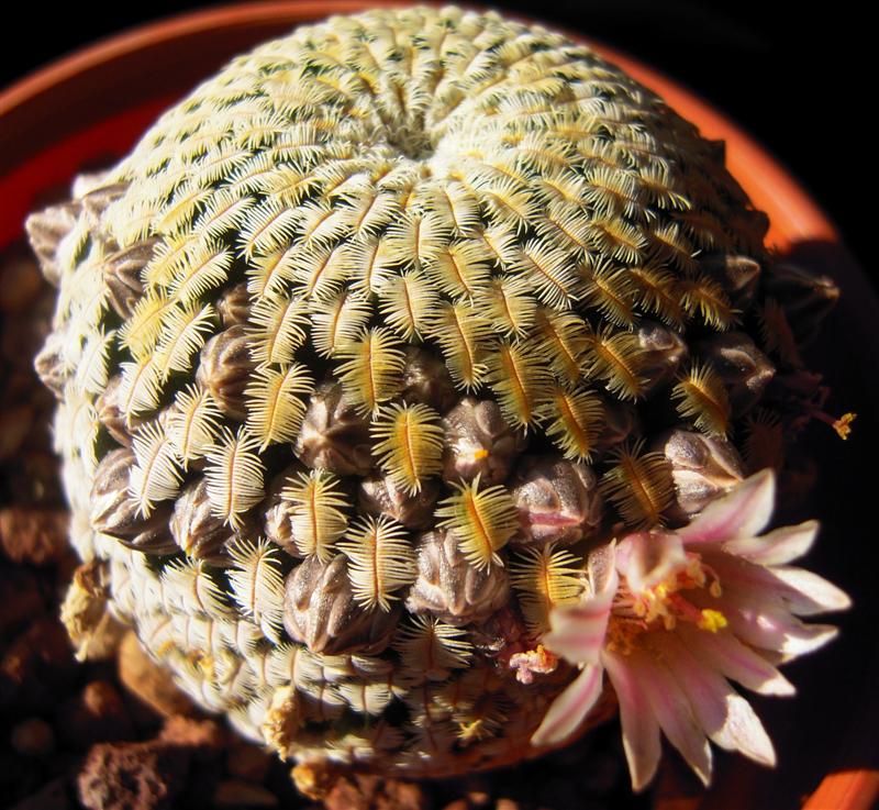 Mammillaria pectinifera 